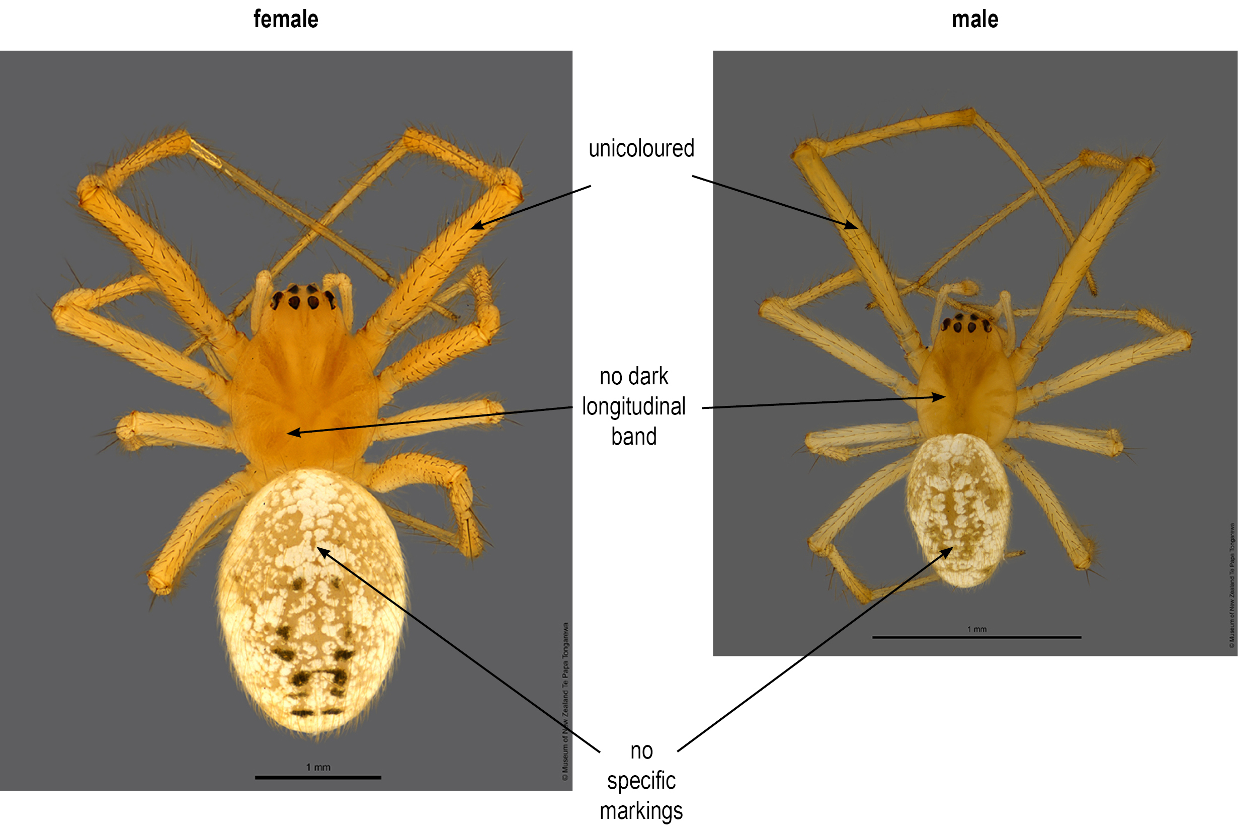 Theridion flabeliferum